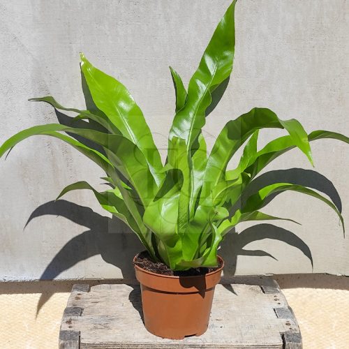 Asplenium nidus/Madárfészek páfrány