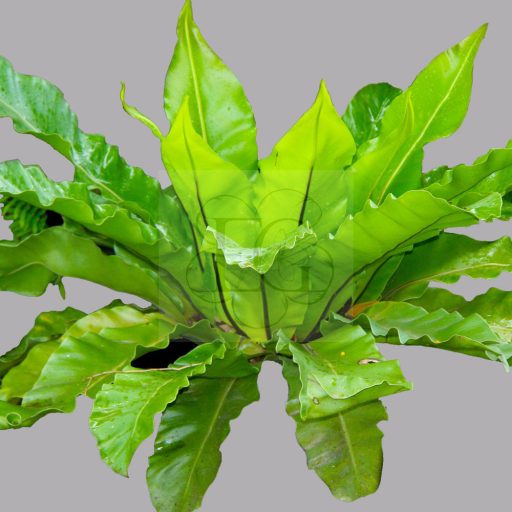 Asplenium nidus/Madárfészek páfrány