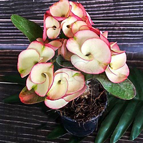 Euphorbia milii "Cha Roen Larb (44)