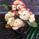 Euphorbia milii "Cha Roen Larb (44)
