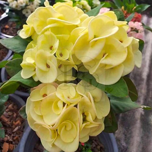 Euphorbia milii "Yellow Ampawan" (6)