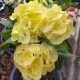 Euphorbia milii "Yellow Ampawan" (6)