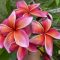 Plumeria rubra "Thwi Phop" magok