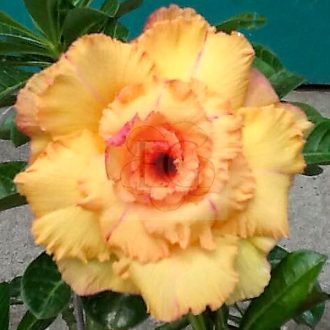 Adenium obesum "Phong Loan" (190)
