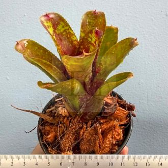 Neoregelia Datanian X Cougar