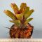 Neoregelia Datanian X Cougar