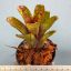 Neoregelia Datanian X Cougar