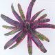 Neoregelia Lucifer/S