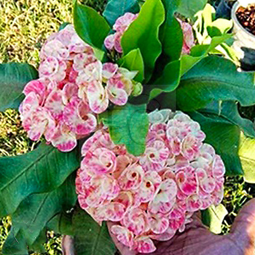 Euphorbia milii "Boop Pa" (92)