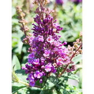   Buddleja Davidii "Butterfly Candy Little Lila"-Törpe nyáriorgona 