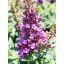 Buddleja Davidii "Butterfly Candy Little Lila"-Törpe nyáriorgona 