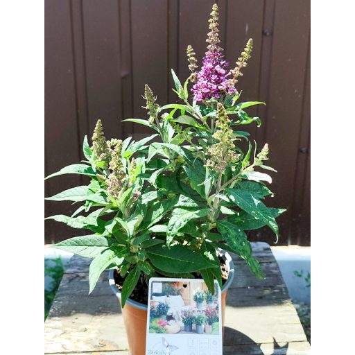 Buddleja Davidii "Butterfly Candy Little Lila"-Törpe nyáriorgona 