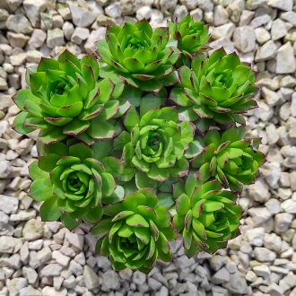 Sempervivum sp.X35-Kövirózsa