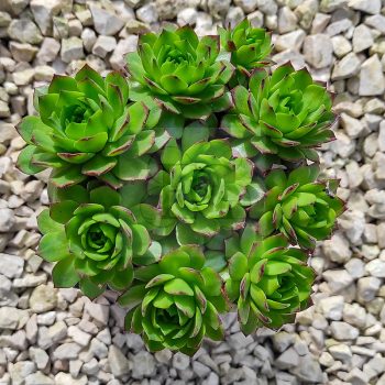 Sempervivum sp.X35-Kövirózsa Sempervivum sp.X35-Kövirózsa