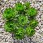 Sempervivum sp.X35-Kövirózsa