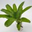 Neoregelia Amarilis 
