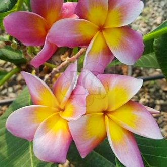 Plumeria rubra "Diana" (NUI)