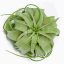 Tillandsia Xerographica/L