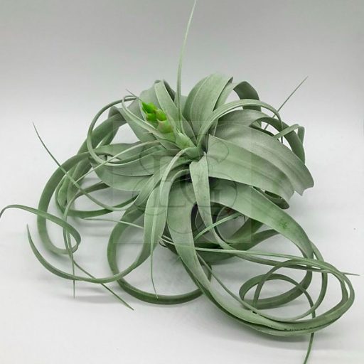 Tillandsia Xerographica/L