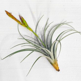 Tillandsia Exserta/XL
