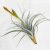 Tillandsia Exserta/XL