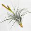 Tillandsia Exserta/XL