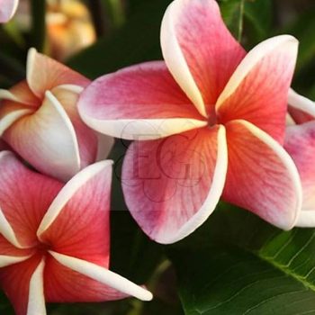 Plumeria rubra "J-105" JJ