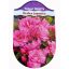 Azalea Japonica "Rosinetta" csemete