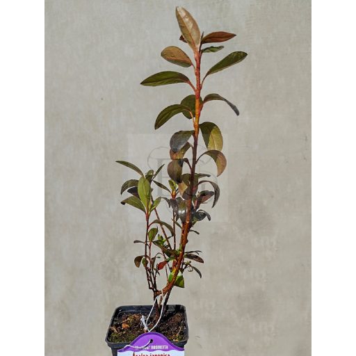 Azalea Japonica "Rosinetta" csemete