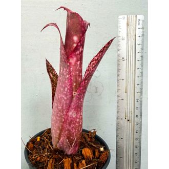 Billbergia Pixie