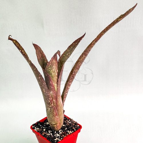 Billbergia Pixie