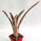 Billbergia Pixie