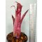 Billbergia Pixie
