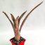 Billbergia Pixie