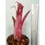 Billbergia Pixie