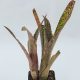 Billbergia Pixie