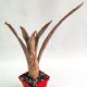 Billbergia Pixie