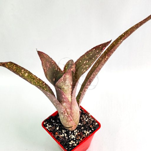 Billbergia Pixie