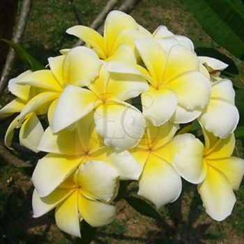 Plumeria rubra "Angel's Touch" JJ Plumeria rubra "Angel's Touch" JJ