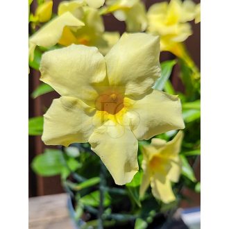 Mandevilla/Tölcsérjázmin "Yellow-Hell"