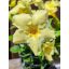 Mandevilla/Tölcsérjázmin "Yellow-Hell"