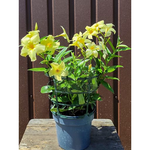 Mandevilla/Tölcsérjázmin "Yellow-Hell"