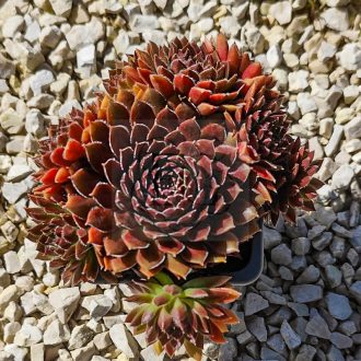 Sempervivum sp.X60-Kövirózsa