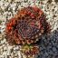 Sempervivum sp.X60-Kövirózsa
