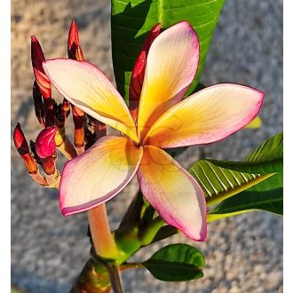 Plumeria rubra "Eternity" dugvány