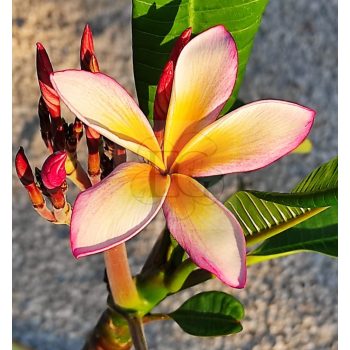 Plumeria rubra "Eternity" dugvány Plumeria rubra "Eternity" dugvány
