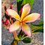Plumeria rubra "Eternity" dugvány