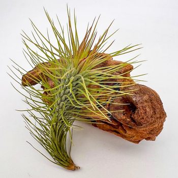 Tillandsia Andreana x Funckiana Tillandsia Andreana x Funckiana