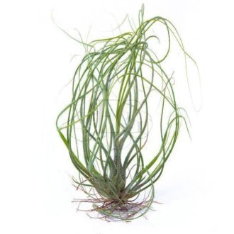 Tillandsia Butzii Multible