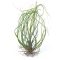 Tillandsia Butzii Multible